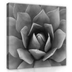 Consalnet Kőrózsa, vászonkép 80x80 cm méretben (C5-12684O2)