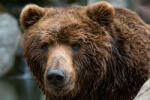 Dimex Vlies Fotótapéta - Kamchatka bear - 375x250 cm (MS-5-0435)
