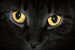 Dimex Vlies Fotótapéta - Yellow cat eyes glowing in dark - 375x250 cm (MS-5-0556)
