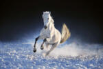 Dimex Vlies Fotótapéta - White horse run in snow - 375x250 cm (MS-5-0420)