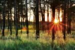 Dimex Vlies Fotótapéta - Sunlight in forest - 375x250 cm (MS-5-1864)
