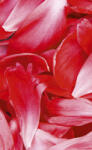 Dimex RED PETALS fotótapéta, poszter, vlies alapanyag, 150x250 cm (MS-2-0151)