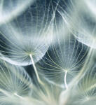 Dimex DANDELION MACRO fotótapéta, poszter, vlies alapanyag, 225x250 cm (MS-3-0123)