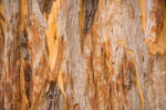 Dimex Vlies Fotótapéta - Pattern of tree eucalyptus - 375x250 cm (MS-5-2347)