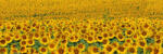 Dimex SUNFLOWERS öntapadós konyhai poszter, 180x60 cm (KI-180-030)
