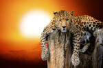 Dimex Vlies Fotótapéta - Leopard sitting on tree with sunset - 375x250 cm (MS-5-0599)
