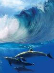 Consalnet Delfinek poszter, fotótapéta (206 x 275 cm) (C1-188VEA)