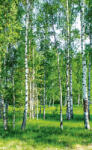 Dimex BIRCH GROW fotótapéta, poszter, vlies alapanyag, 150x250 cm (MS-2-0100)