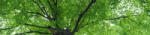 Dimex TREETOP öntapadós konyhai poszter, 260x60 cm (KI-260-046)