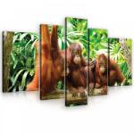 Consalnet Vászonkép, 5 darabos, Majmok 170x100 cm méretben (C5-10230S4A)