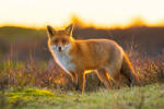 Dimex Vlies Fotótapéta - Wild red fox - 375x250 cm (MS-5-0613)