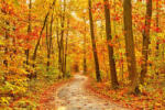Dimex Vlies Fotótapéta - Pathway in the Autumn Forest - 375x250 cm (MS-5-1932)