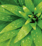 Dimex FRESH FOLIAGE fotótapéta, poszter, vlies alapanyag, 225x250 cm (MS-3-0153)