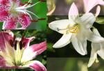Consalnet Lilies poszter, fotótapéta (152, 5 x 104 cm) (C1-076VEL)