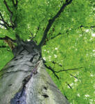 Dimex TREETOP fotótapéta, poszter, vlies alapanyag, 225x250 cm (MS-3-0101)