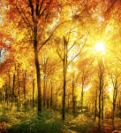 Dimex SUNY FOREST fotótapéta, poszter, vlies alapanyag, 225x250 cm (MS-3-0067)