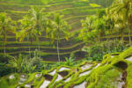 Dimex Vlies Fotótapéta - Morning rice terraces - 375x250 cm (MS-5-1862)