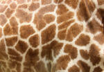 Dimex GENUINE LEATHER OF GIRAFFE fotótapéta, poszter, vlies alapanyag, 375x250 cm (MS-5-2578)