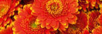 Dimex GERBERA öntapadós konyhai poszter, 180x60 cm (KI-180-059)