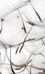 Dimex DANDELION SEEDS fotótapéta, poszter, vlies alapanyag, 150x250 cm (MS-2-0122)