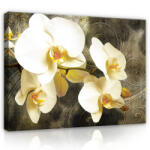 Consalnet Vászonkép, Orchidea, 100x75 cm méretben (C5-2395O1)