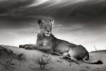 Dimex Vlies Fotótapéta - Lioness on desert - 375x250 cm (MS-5-0564)