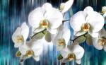 Consalnet Orchidea poszter, fotótapéta, Vlies (208 x 146 cm) (C1-1668VEXL)
