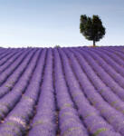 Dimex LAVENDER FIELD fotótapéta, poszter, vlies alapanyag, 225x250 cm (MS-3-0088)