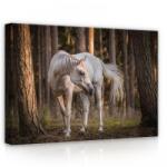 Consalnet Ló az erdőben, vászonkép, 70x50 cm méretben (C5-13599O7)