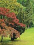 Consalnet Garden poszter, fotótapéta (206 x 275 cm) (C1-4-004VEA)