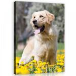 Consalnet Vászonkép, Golden Retriever, 75x100 cm méretben (C5-11376O1)