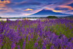 Dimex FUJI MOUNTAIN AND LAVENDER fotótapéta, poszter, vlies alapanyag, 375x250 cm (MS-5-1925)