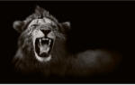 Dimex Vlies Fotótapéta - Wild African Male Lion - 375x250 cm (MS-5-0536)