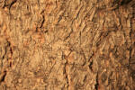 Dimex Vlies Fotótapéta - Wood texture - 375x250 cm (MS-5-2337)