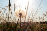 Dimex Vlies Fotótapéta - Summer dandelion - 375x250 cm (MS-5-1339)