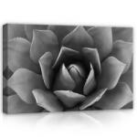 Consalnet Kőrózsa, vászonkép, 60x40 cm méretben (C5-12684O4)