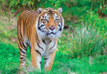 Sverus Fotótapéta Sumatran Tiger , 400 x 260 cm (SV-10522635WM-400X260CM)