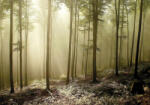 Sverus Fotótapéta Misty Autumn Forest , 416 x 254 cm (SV-14370283WM-416X254CM)