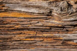 Dimex TREE BARK fotótapéta, poszter, vlies alapanyag, 375x250 cm (MS-5-0159)