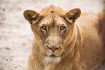 Dimex Vlies Fotótapéta - Lioness Close-up portrait - 375x250 cm (MS-5-0559)
