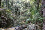 Dimex Vlies Fotótapéta - Swamp in tropical forest - 375x250 cm (MS-5-1594)