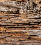 Dimex TREE BARK fotótapéta, poszter, vlies alapanyag, 225x250 cm (MS-3-0159)