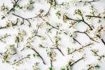 Dimex Vlies Fotótapéta - Blooming branches - 375x250 cm (MS-5-1351)