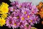 Dimex Vlies Fotótapéta - Blooming spring flowers - 375x250 cm (MS-5-1295)
