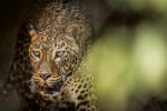 Dimex Vlies Fotótapéta - Cats predator Sri Lankan leopard - 375x250 cm (MS-5-0578)