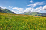 Dimex Vlies Fotótapéta - Spring blooming meadow - 375x250 cm (MS-5-1735)