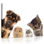 Consalnet Vászonkép, Kisállatok 80x60 cm méretben (C5-11785O6)