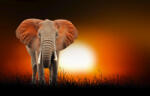 Sverus Fotótapéta Elephant at the African Sunset, 368 x 254 cm (SV-53924721WM-368X254CM)