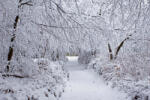 Dimex Vlies Fotótapéta - Winter Forest in Snow - 375x250 cm (MS-5-1940)