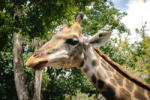 Dimex Vlies Fotótapéta - Closeup of giraffe head - 375x250 cm (MS-5-0451)